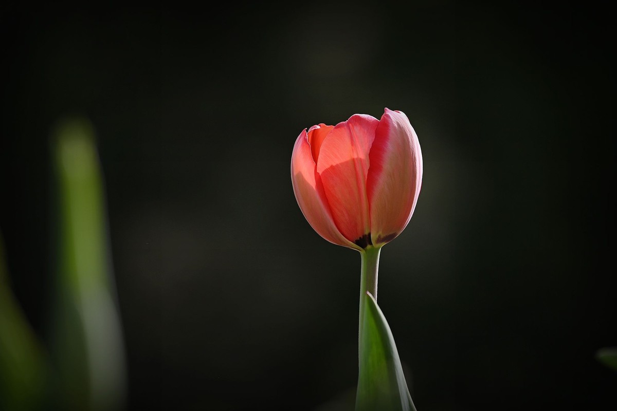 姹紫嫣红郁金香