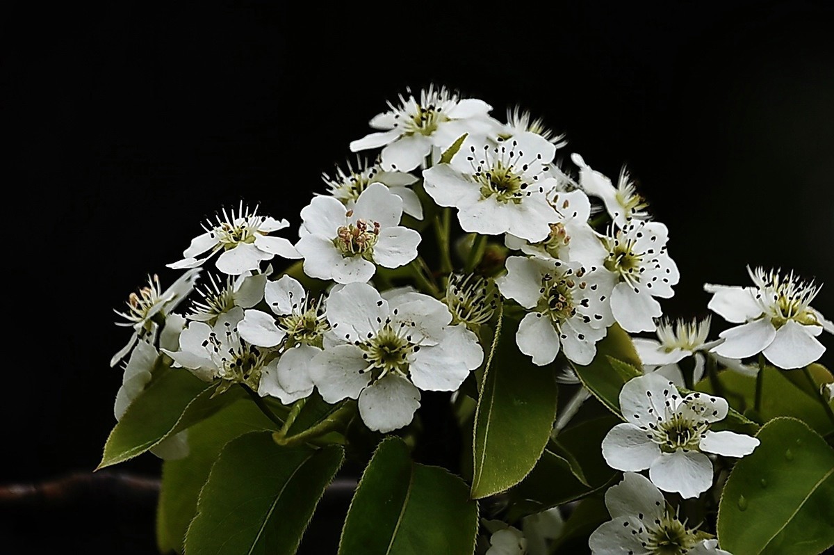 梨花