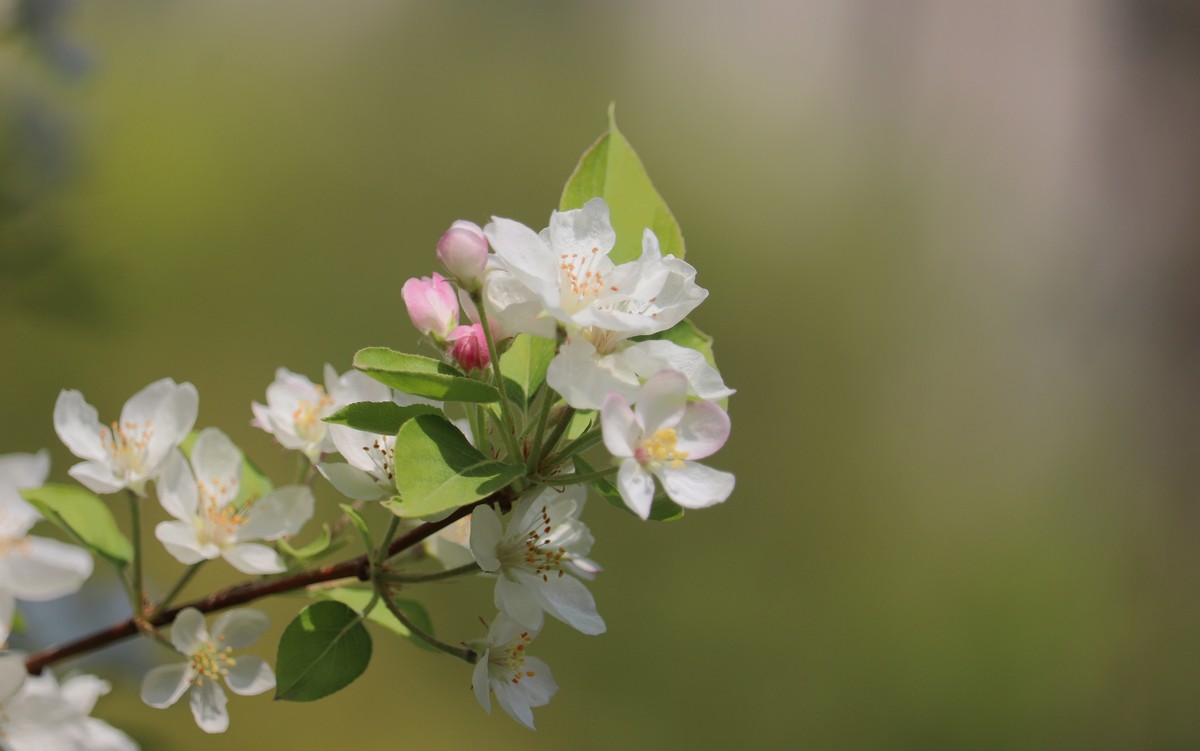 光影海棠花（三）