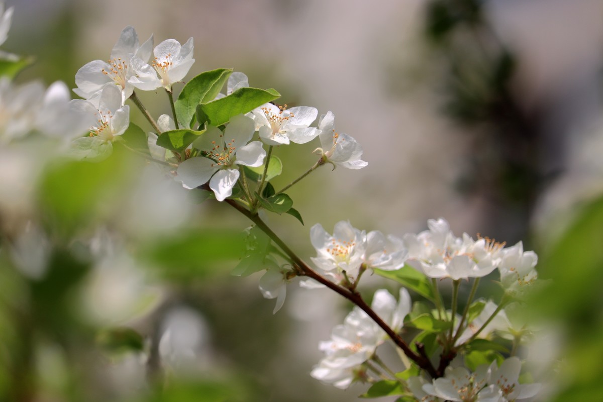 光影海棠花（三）