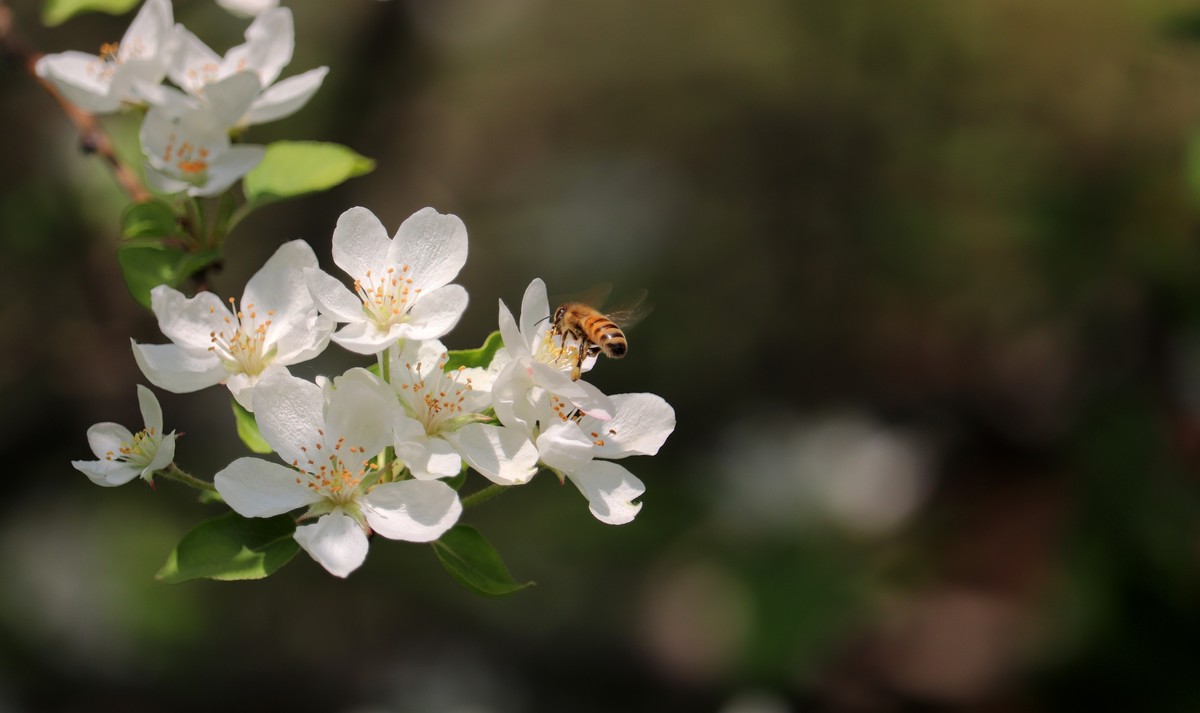光影海棠花（三）