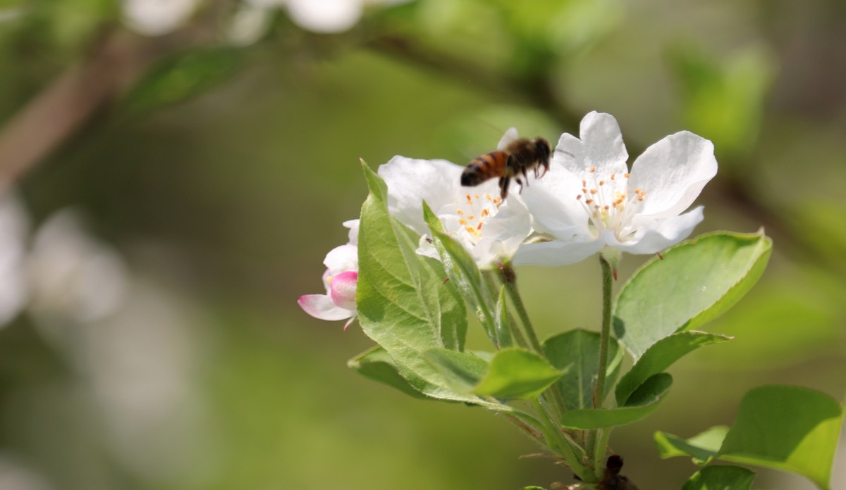 光影海棠花（三）