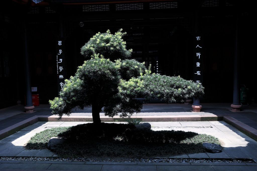 中伏逛成都杜甫草堂