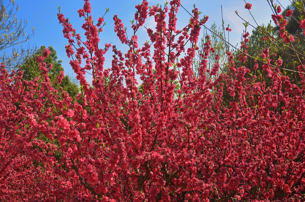 漫山碧桃红