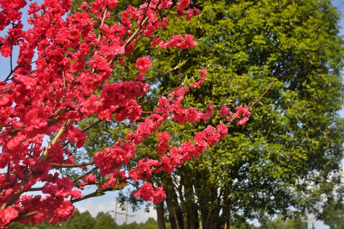 漫山碧桃红