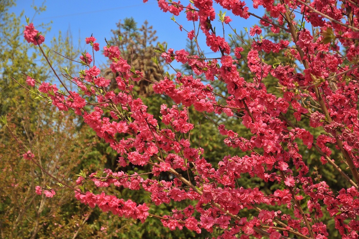 漫山碧桃红