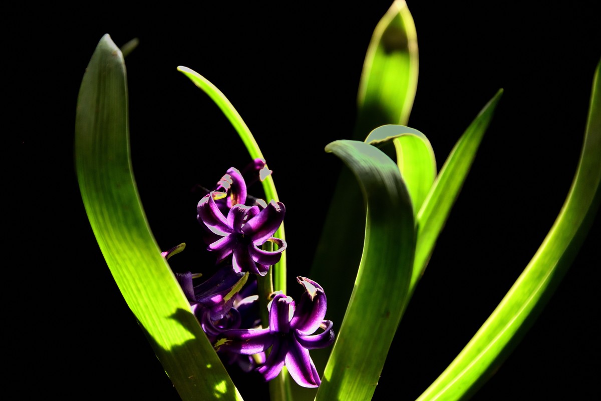 2025花卉植物赏析【4】