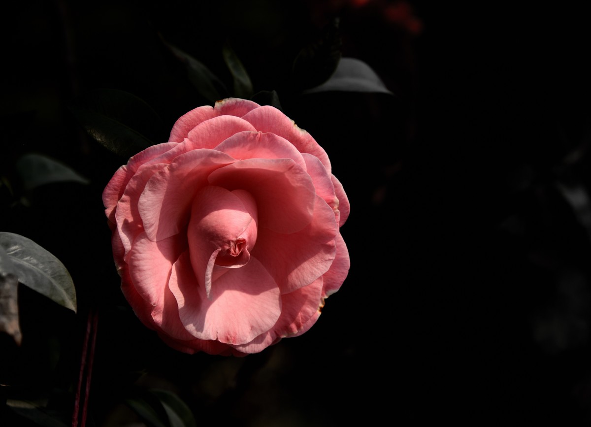 2025花卉植物赏析【4】