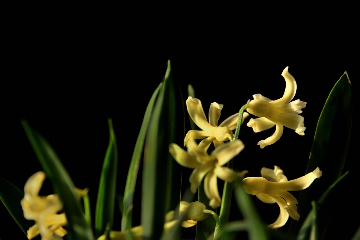 2025花卉植物赏析【4】