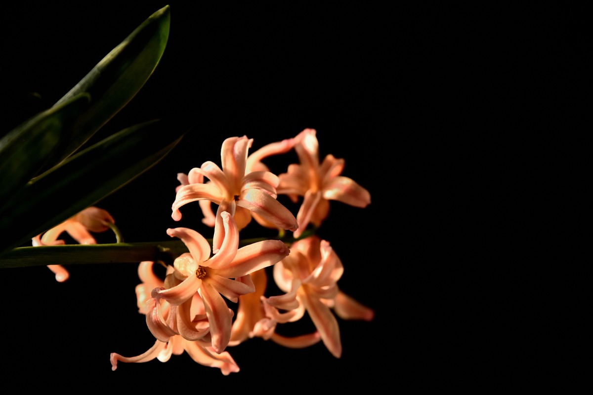 2025花卉植物赏析【4】