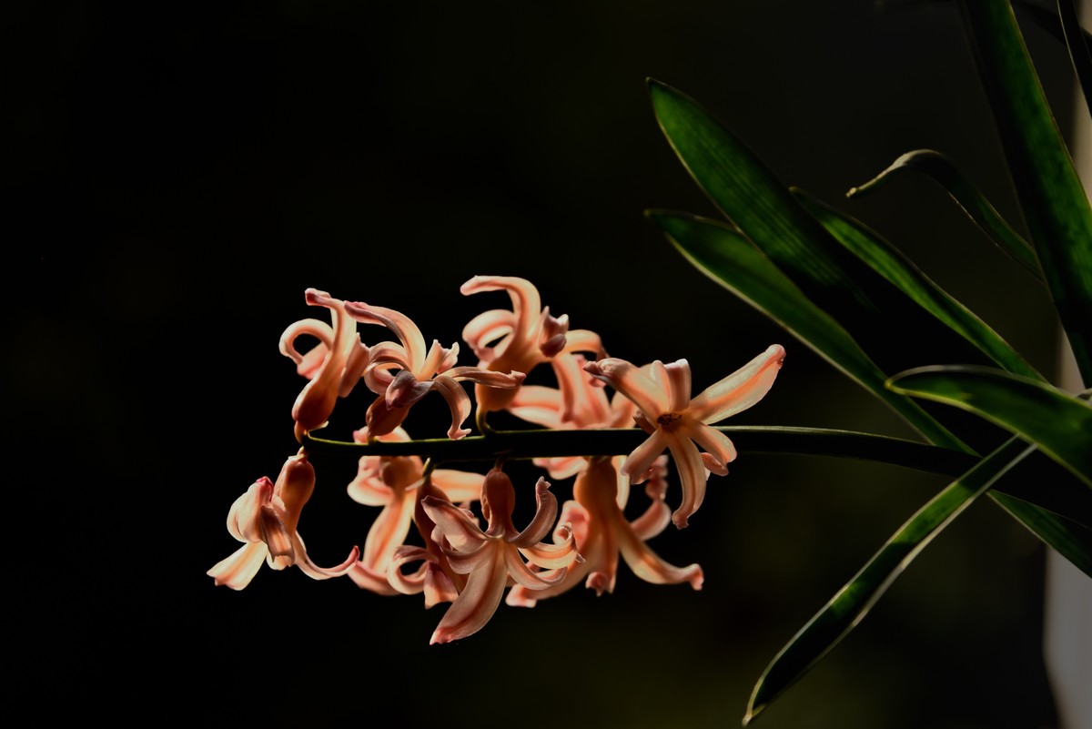 2025花卉植物赏析【4】