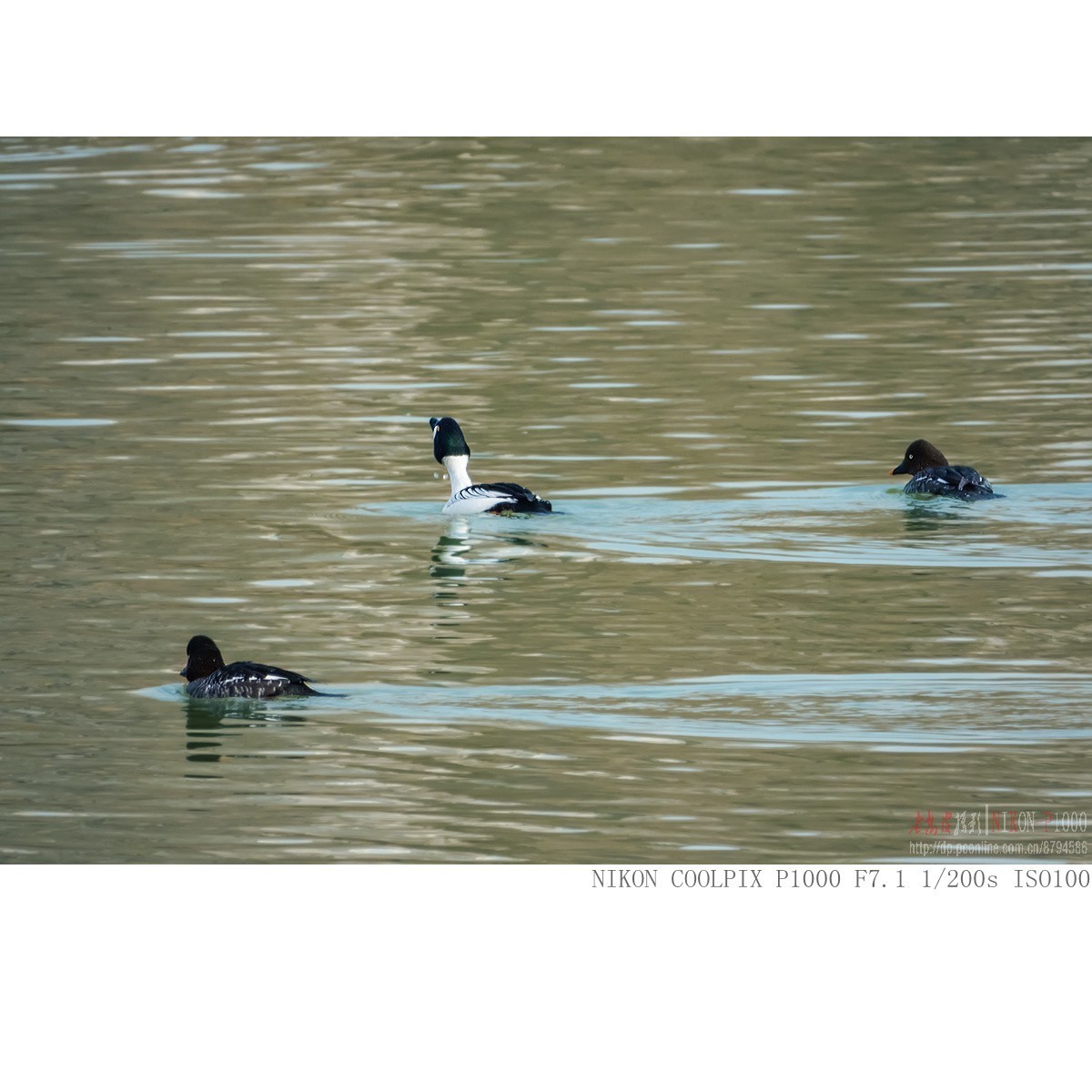 渭河过冬的鹊鸭