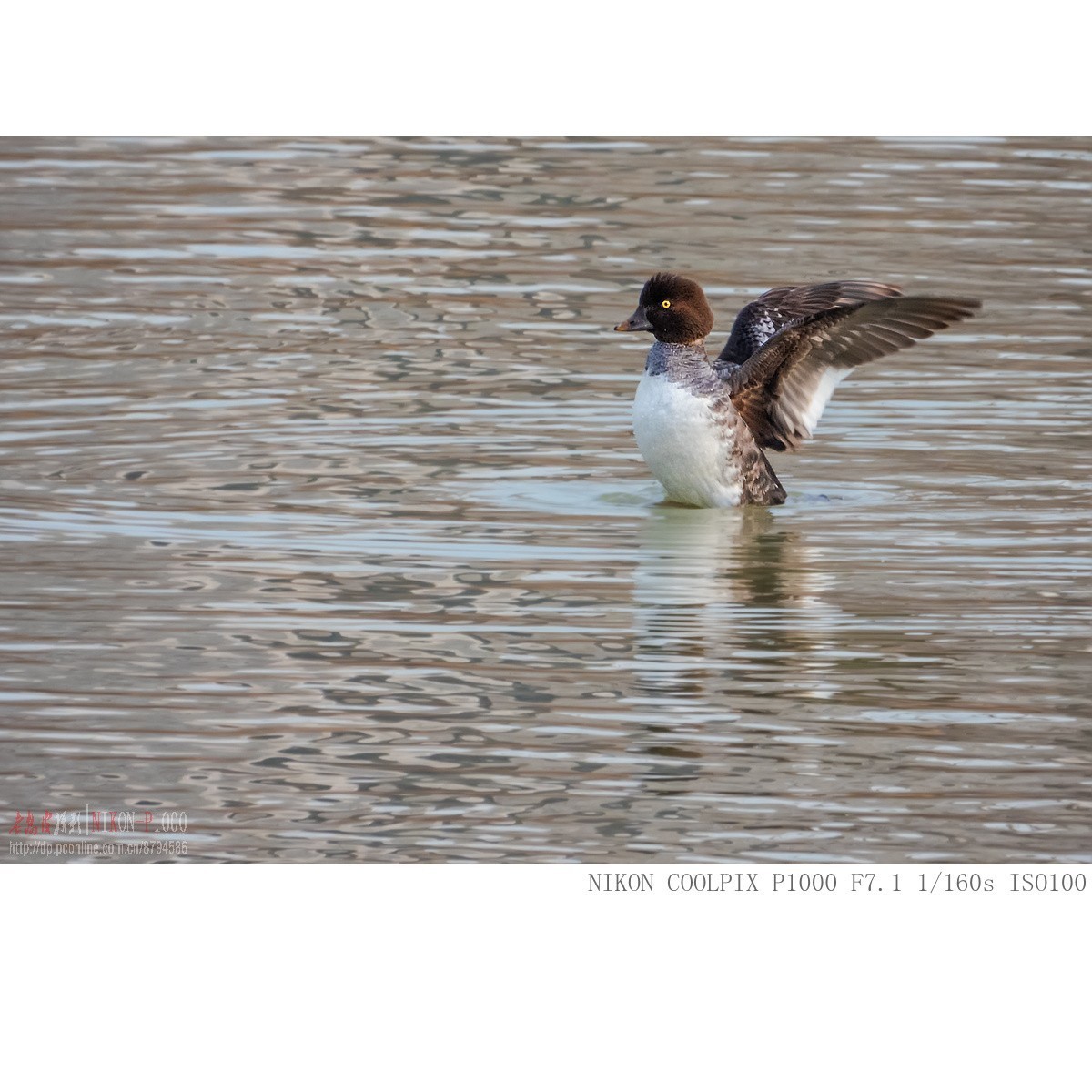 渭河过冬的鹊鸭