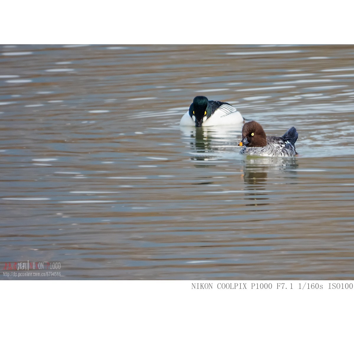 渭河过冬的鹊鸭