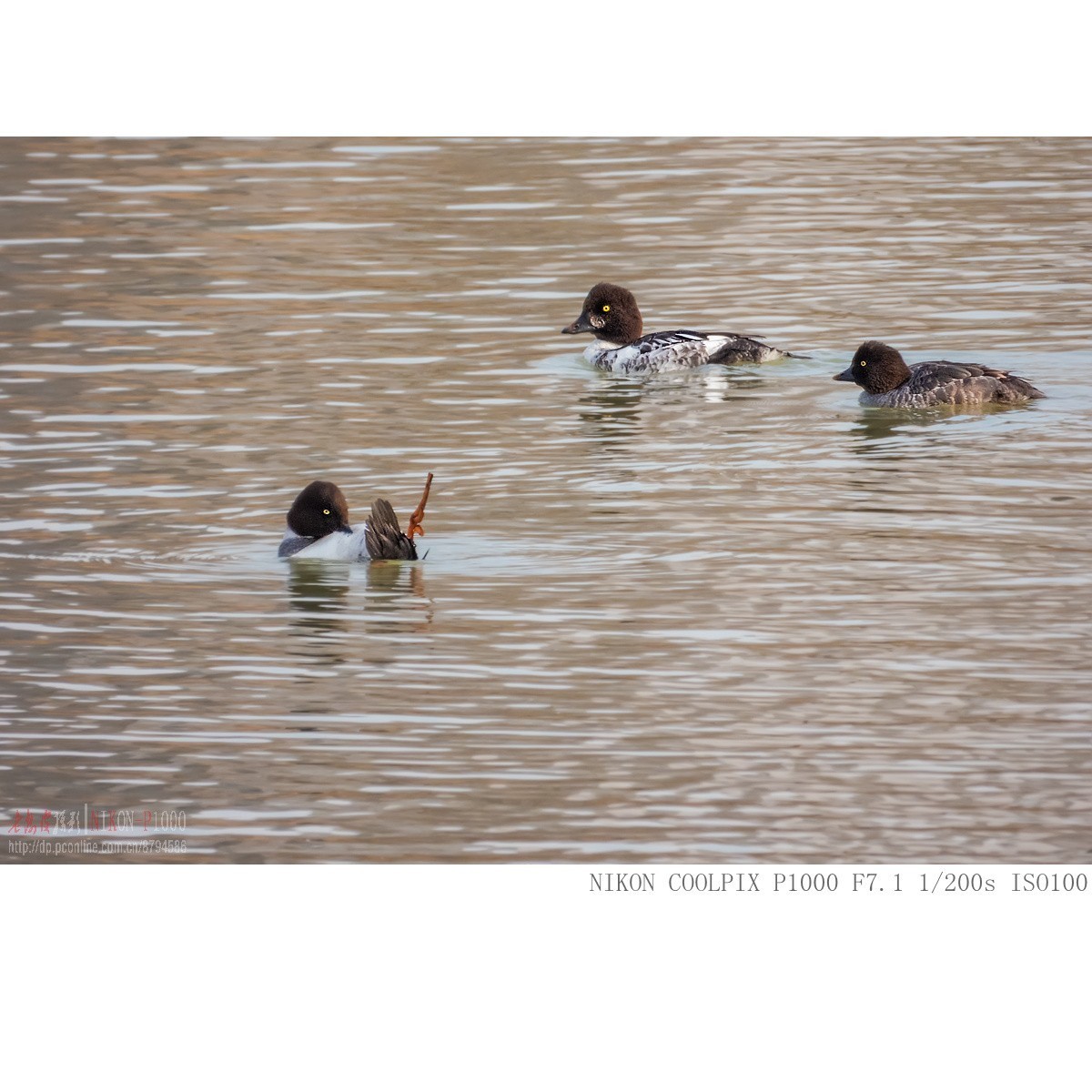 渭河过冬的鹊鸭