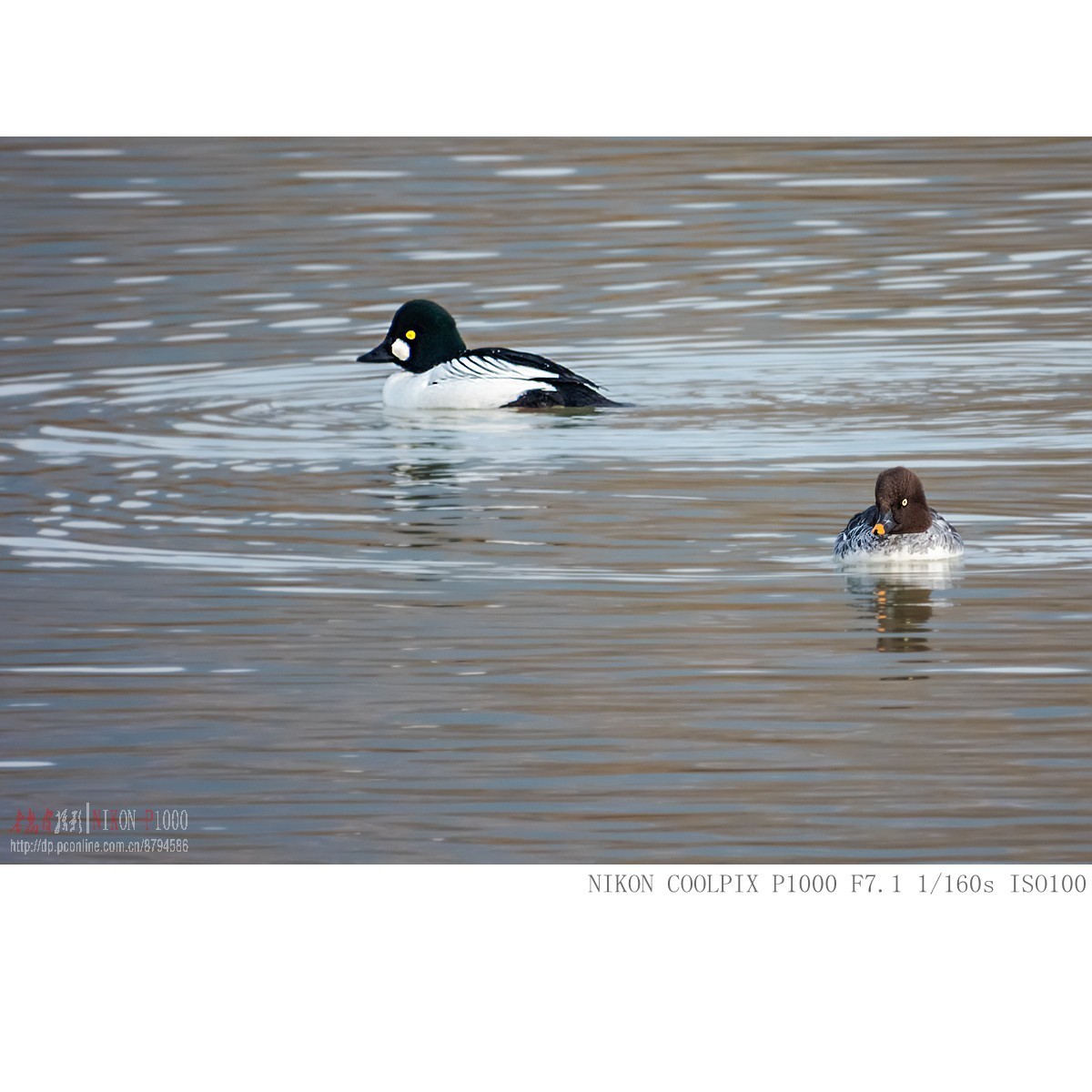 渭河过冬的鹊鸭