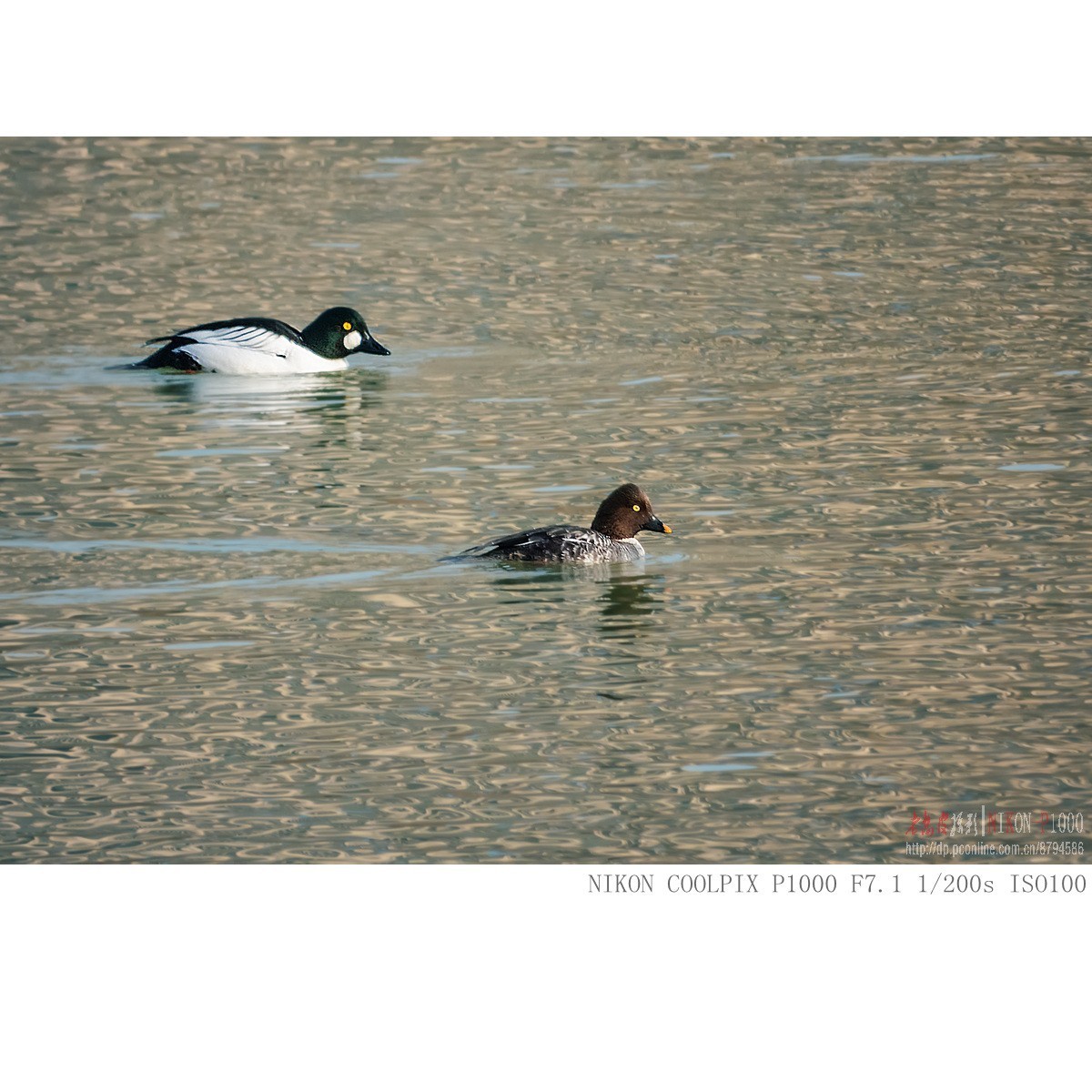 渭河过冬的鹊鸭