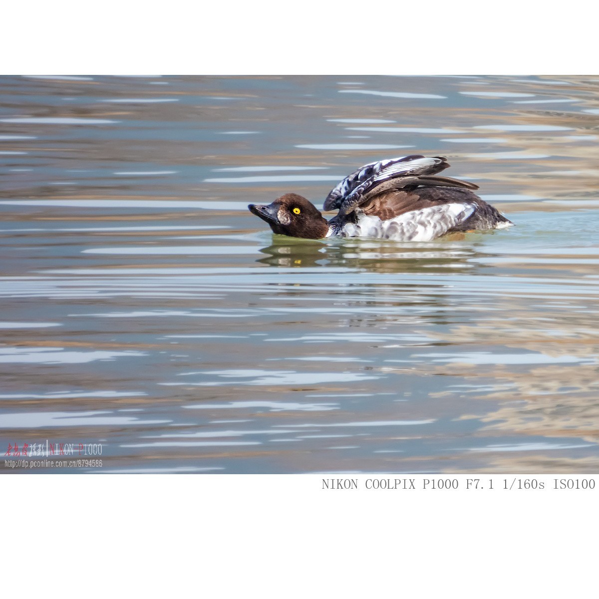渭河过冬的鹊鸭