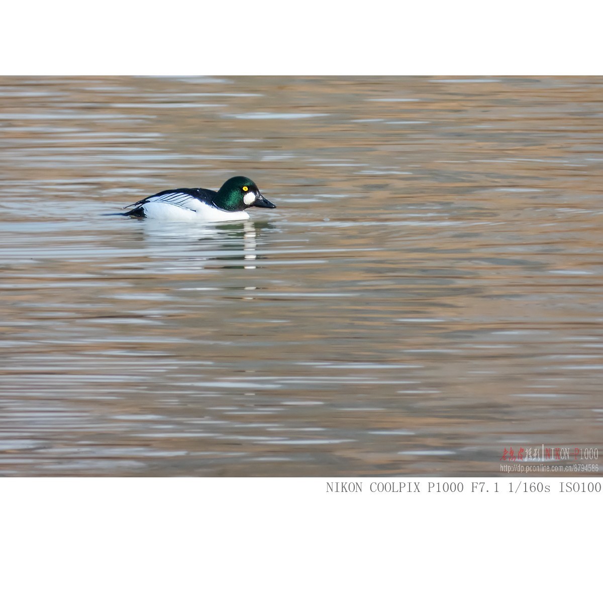 渭河过冬的鹊鸭