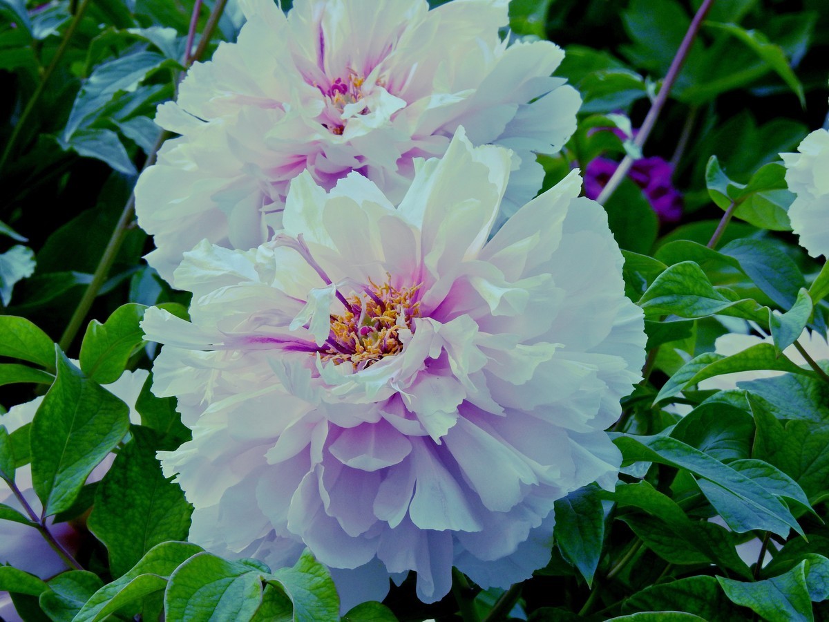 牡丹花开