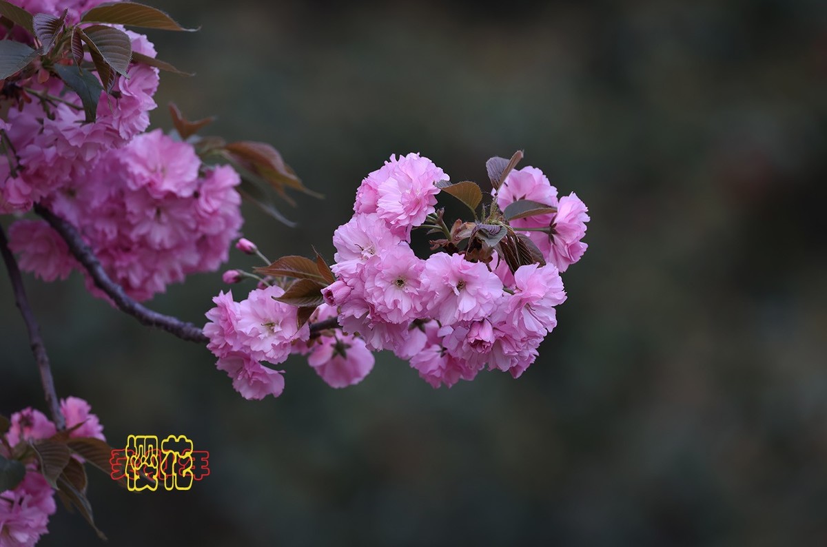 樱花 9【2023-0309】