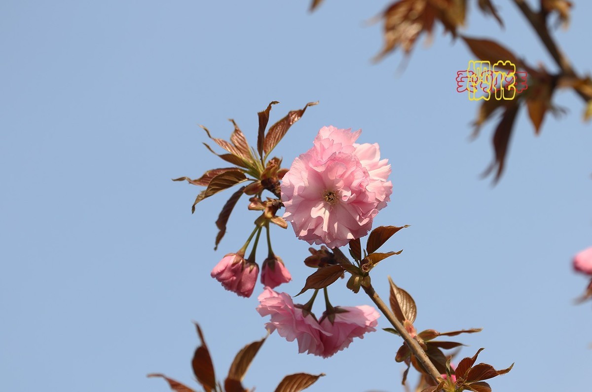 樱花 9【2023-0309】