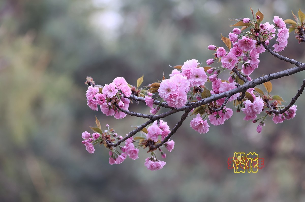 樱花 9【2023-0309】