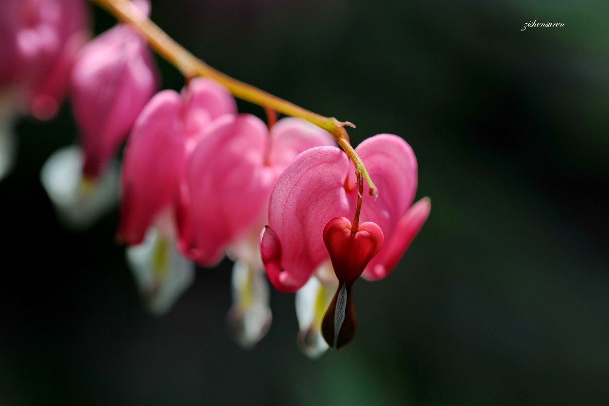 花草集-荷包牡丹