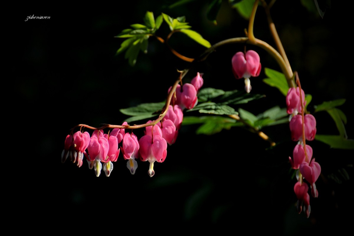 花草集-荷包牡丹