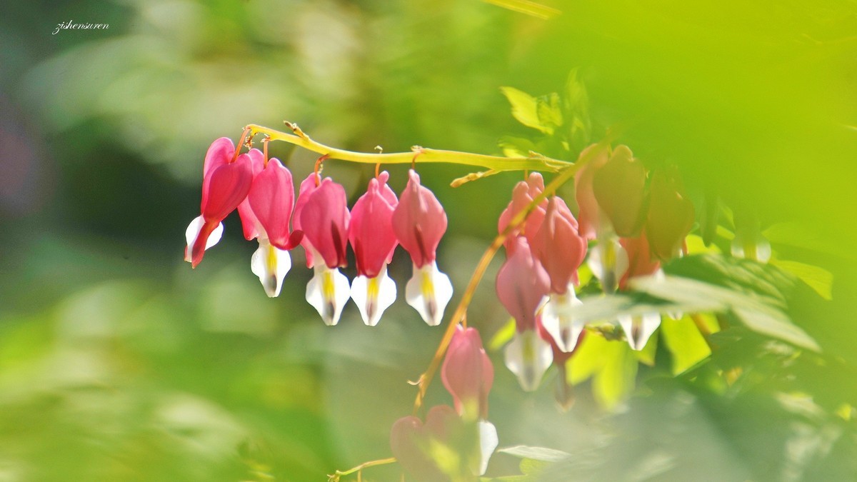 花草集-荷包牡丹