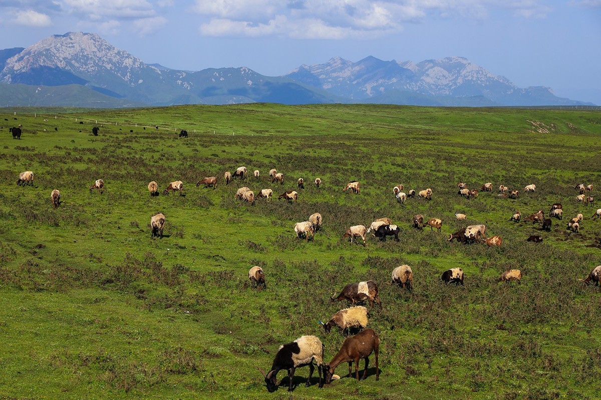 从甘肃冶力关到合作的路上随拍