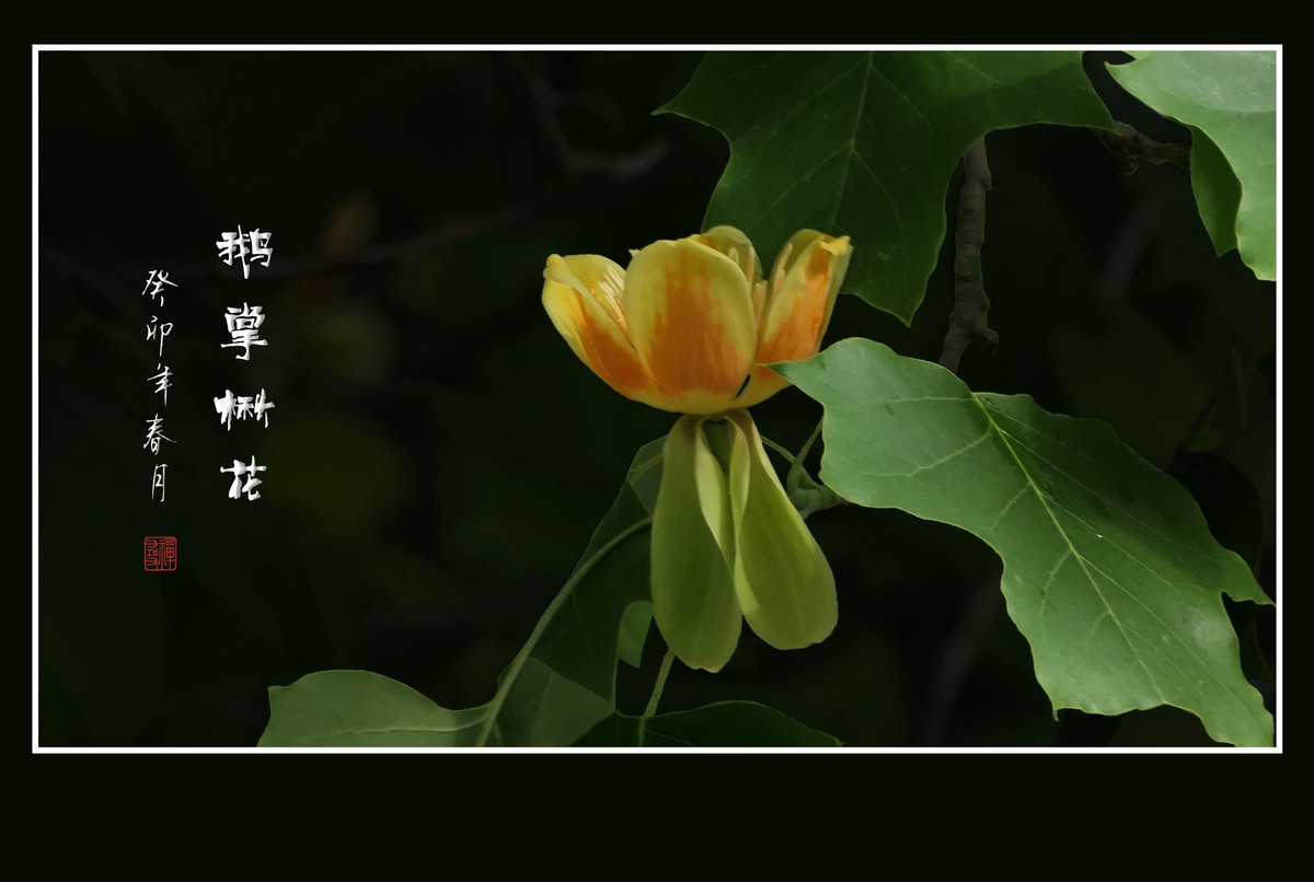 碧玉鹅掌爬满枝，赤金小杯盛琼浆