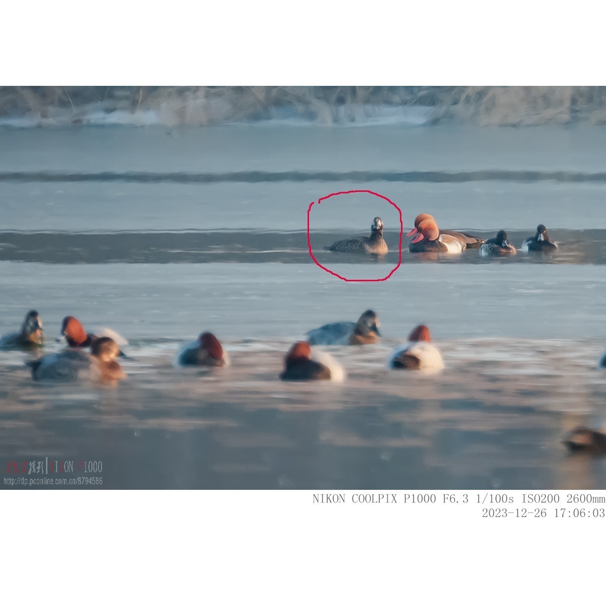 偶然拍到一只濒危物种斑脸海番鸭