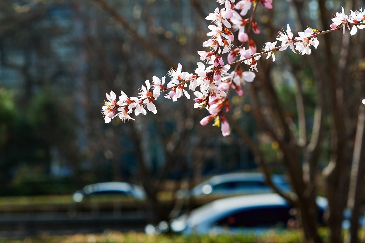 春回京城东二环
