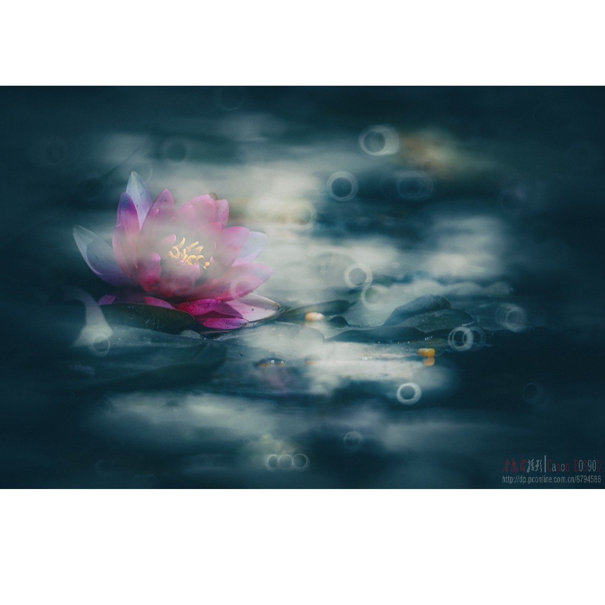 折返光影——睡莲