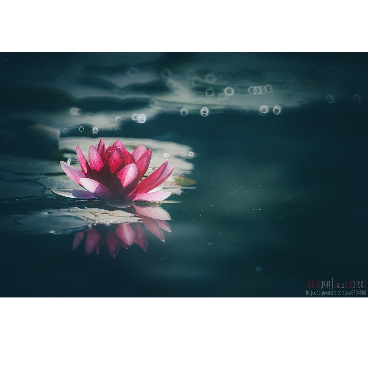 折返光影——睡莲