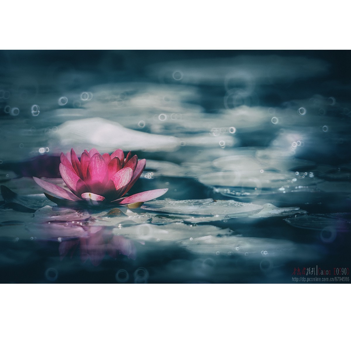 折返光影——睡莲