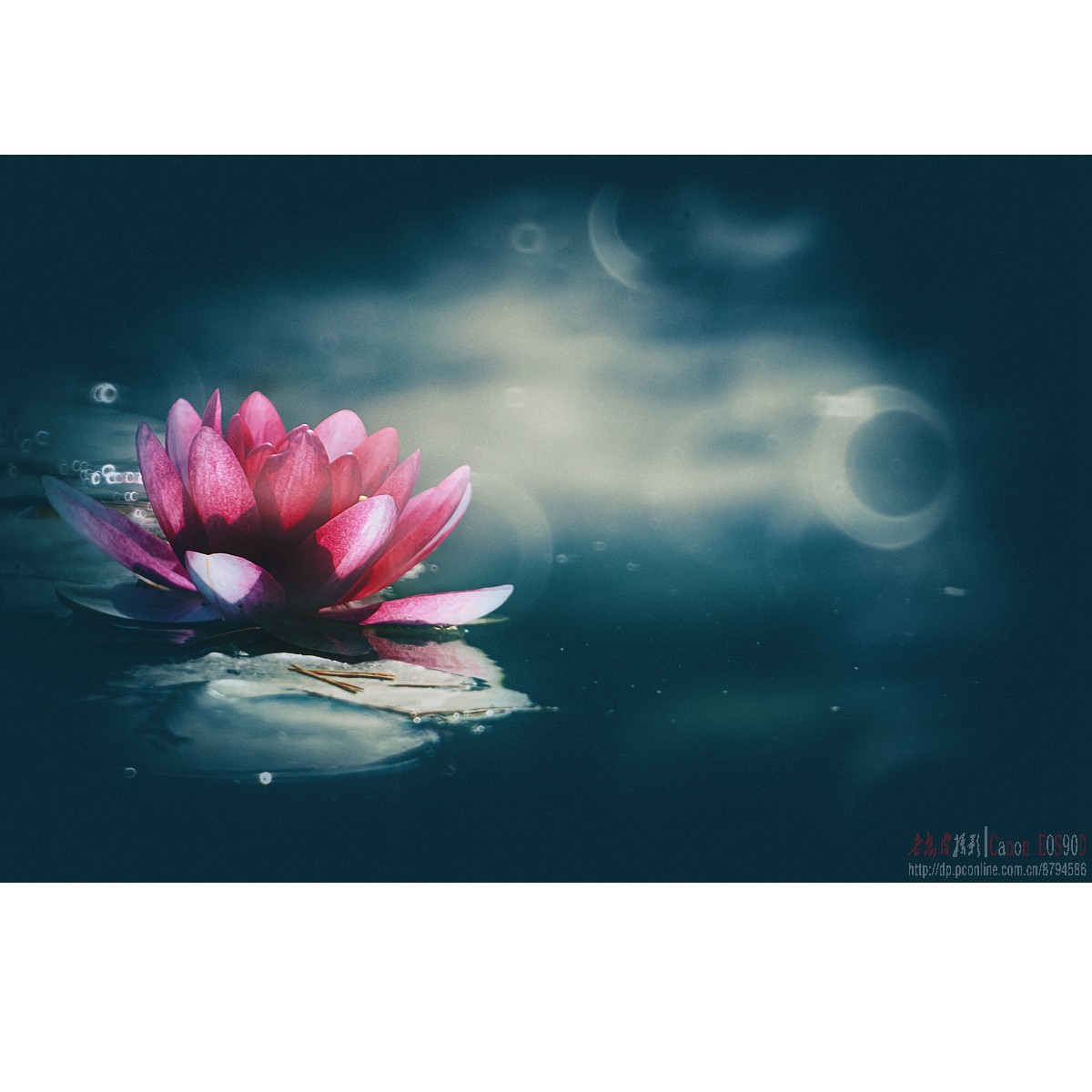 折返光影——睡莲