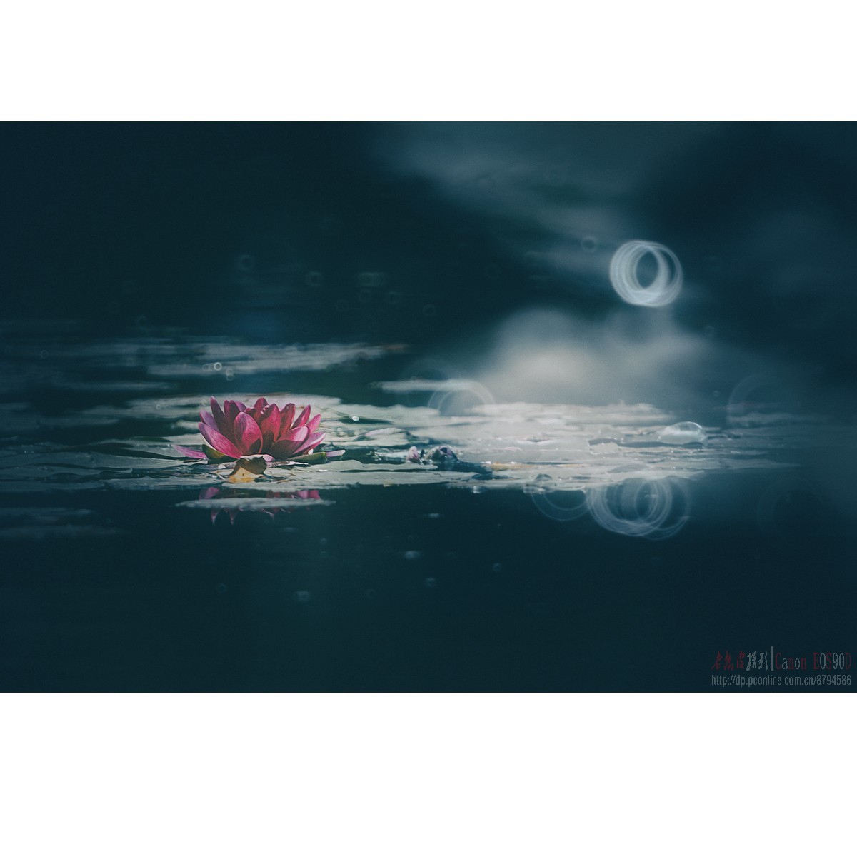 折返光影——睡莲
