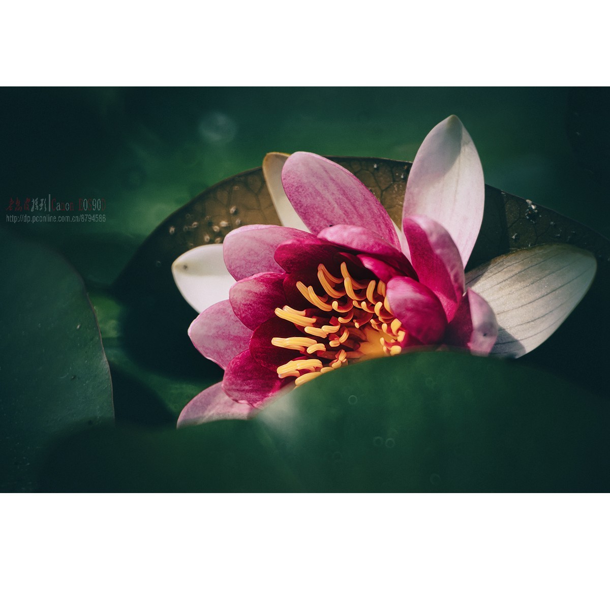 折返光影——睡莲