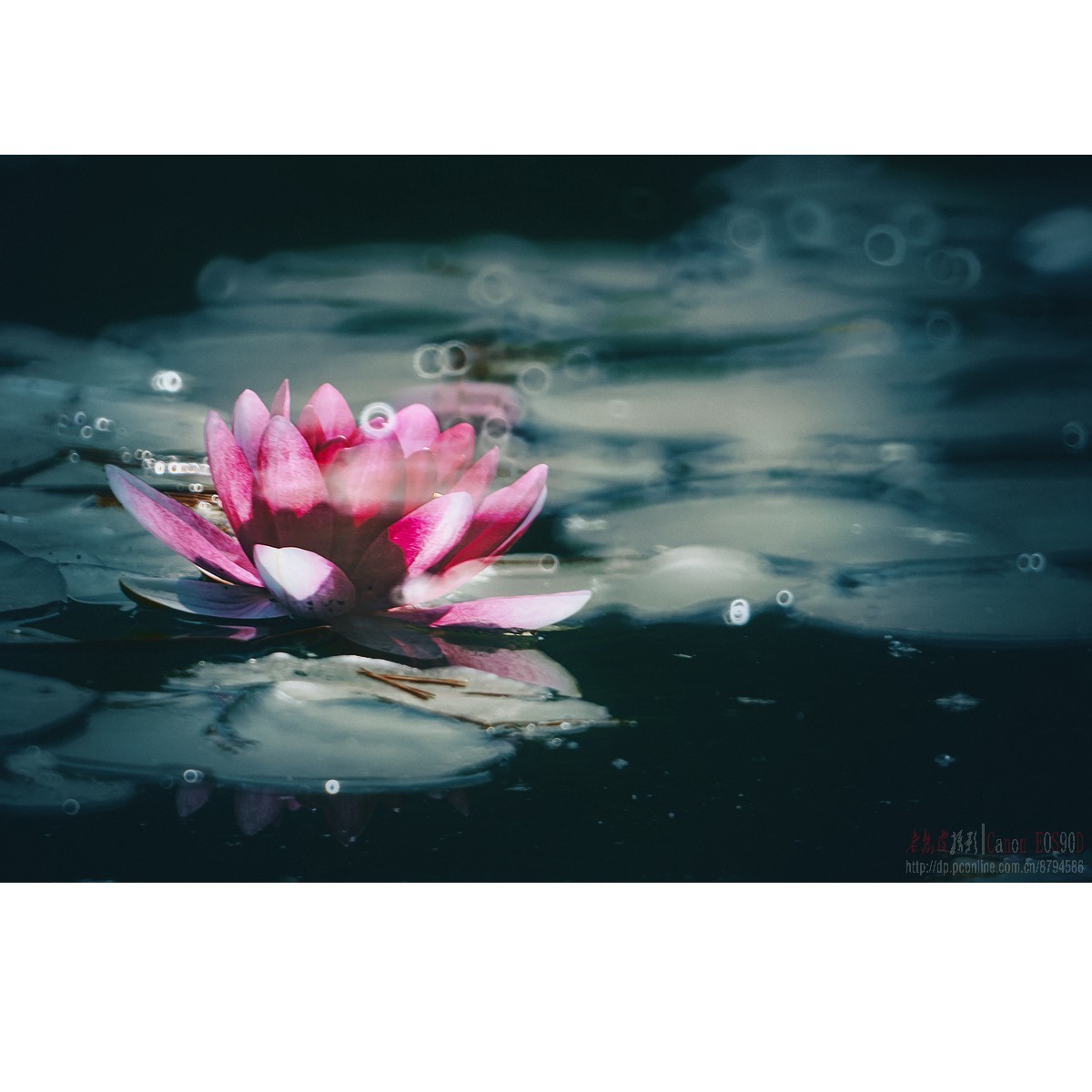 折返光影——睡莲