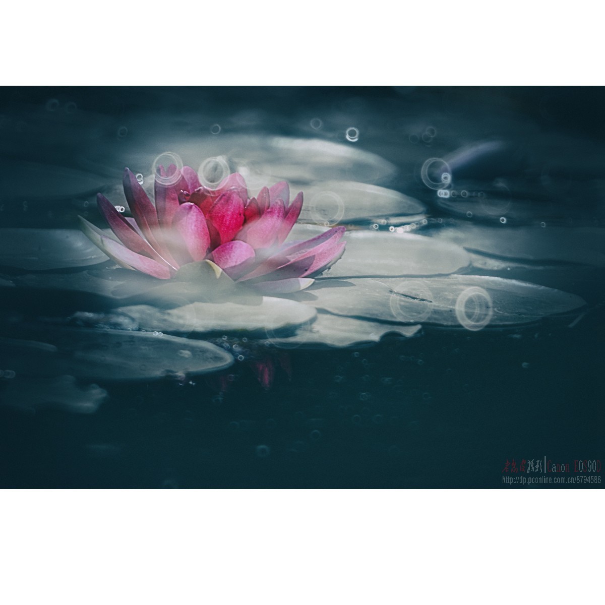 折返光影——睡莲