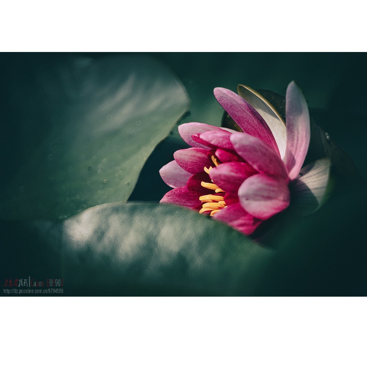 折返光影——睡莲