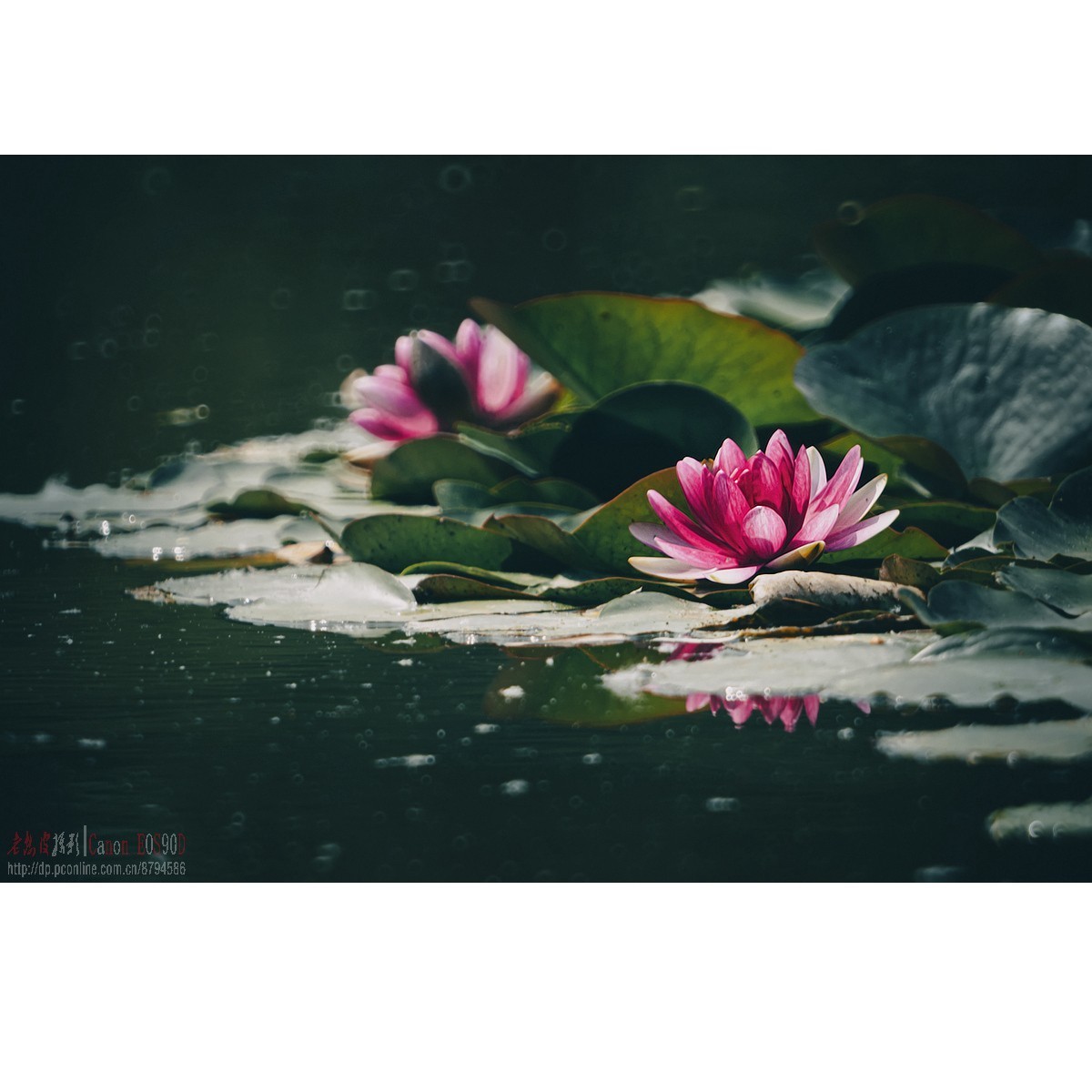 折返光影——睡莲