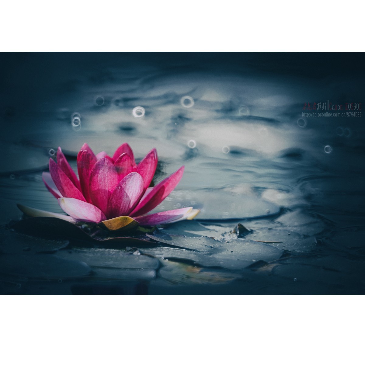 折返光影——睡莲