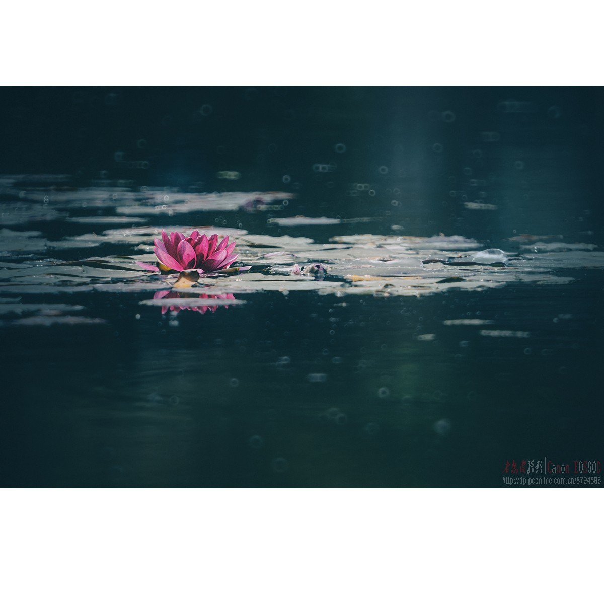 折返光影——睡莲