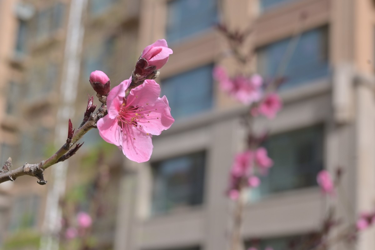 花花