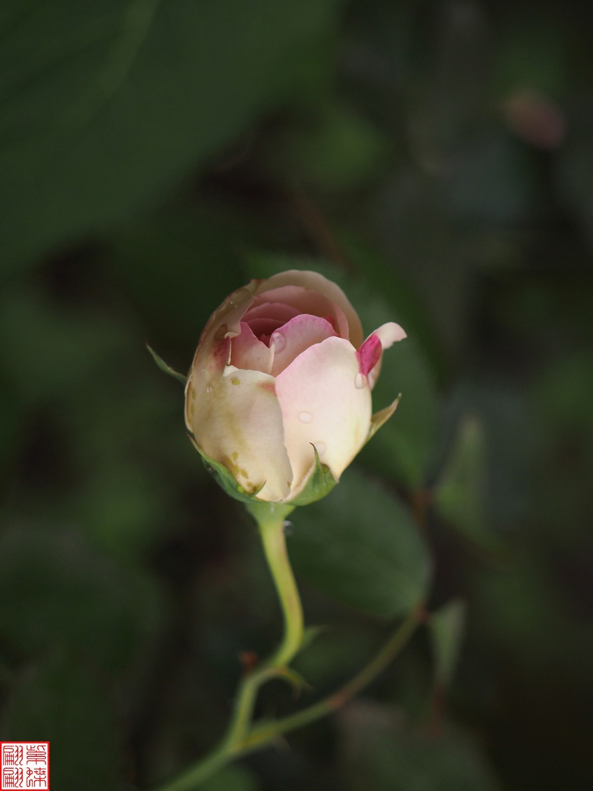 2024开放之欧月（4）