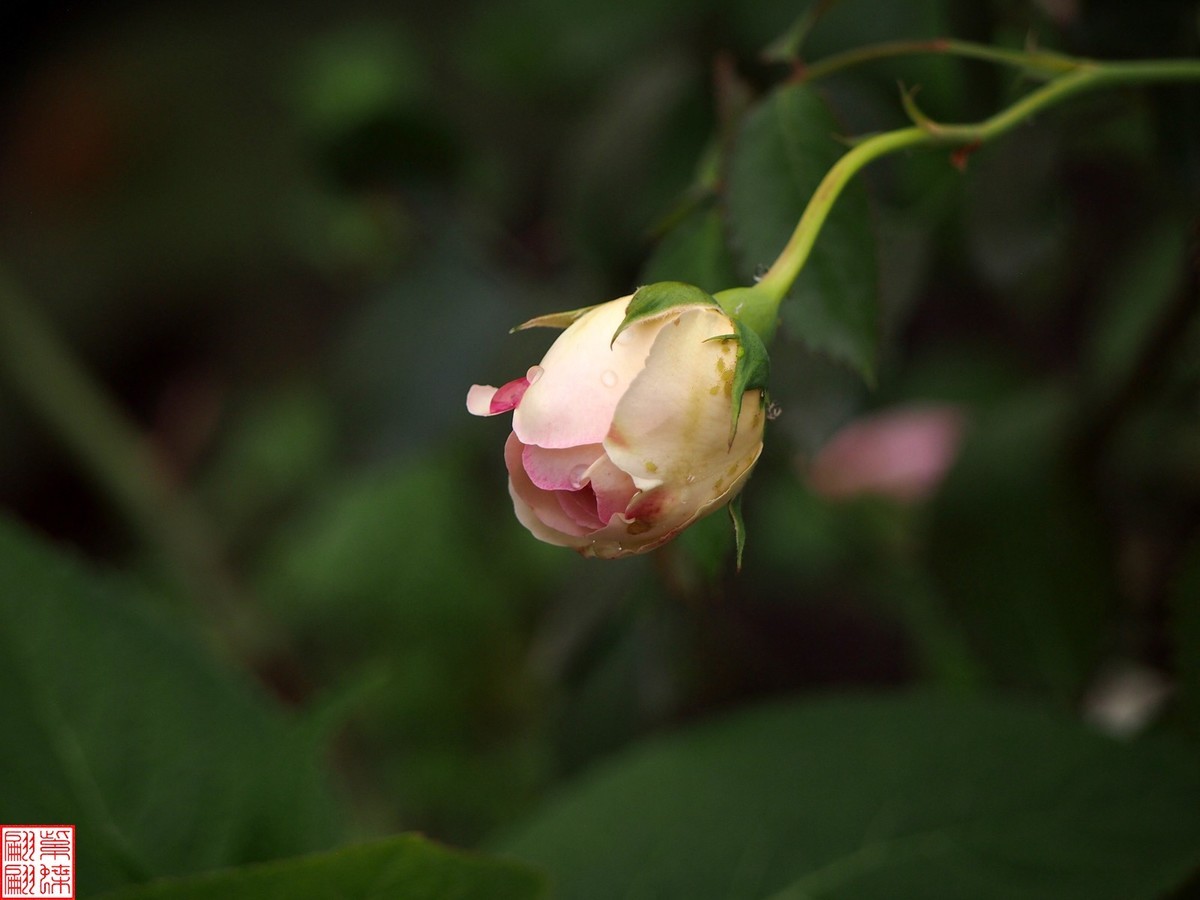 2024开放之欧月（4）