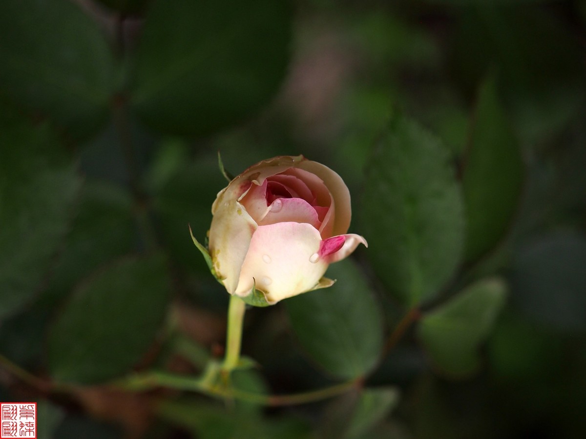 2024开放之欧月（4）